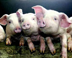 Мониторинговые исследования по африканской чуме свиней.